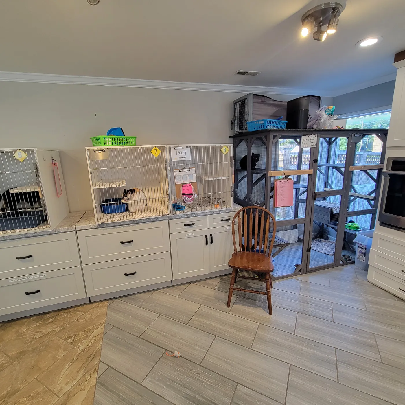 Kennels and a large catio enclosure at the Independent Animal Rescue office, with a black cat lounging on a shelf