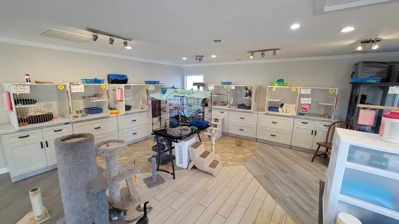 The cat room at Independent Animal Rescue in Durham, with kennels, cat trees and kittens playing on the floor
